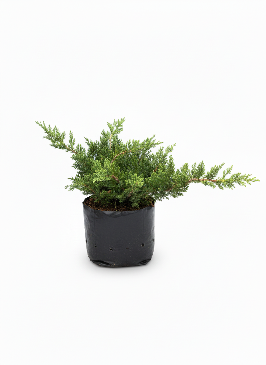Pino Rastrero Juniperus - cubresuelos perenne jardin - vista 6