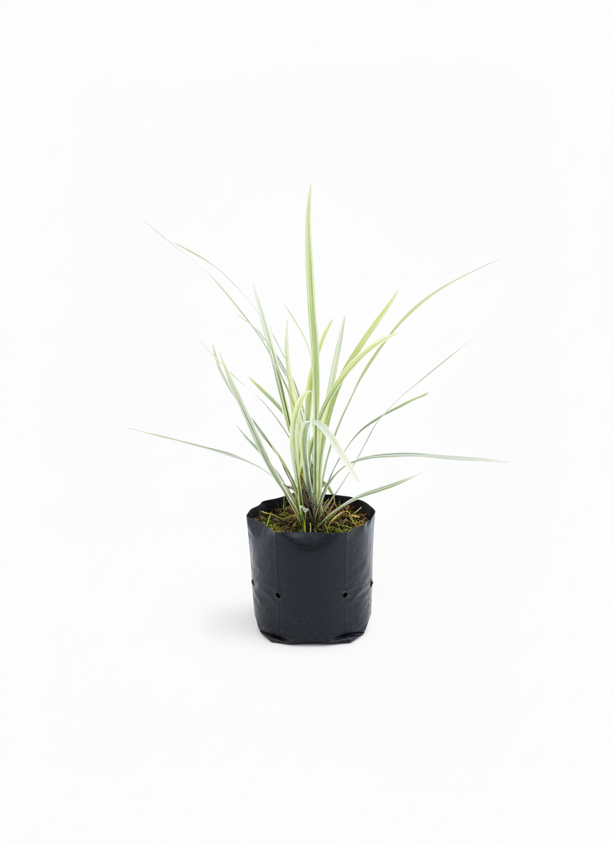 Planta Cinta Variegada lazo de amor - purificadora aire - vista 3