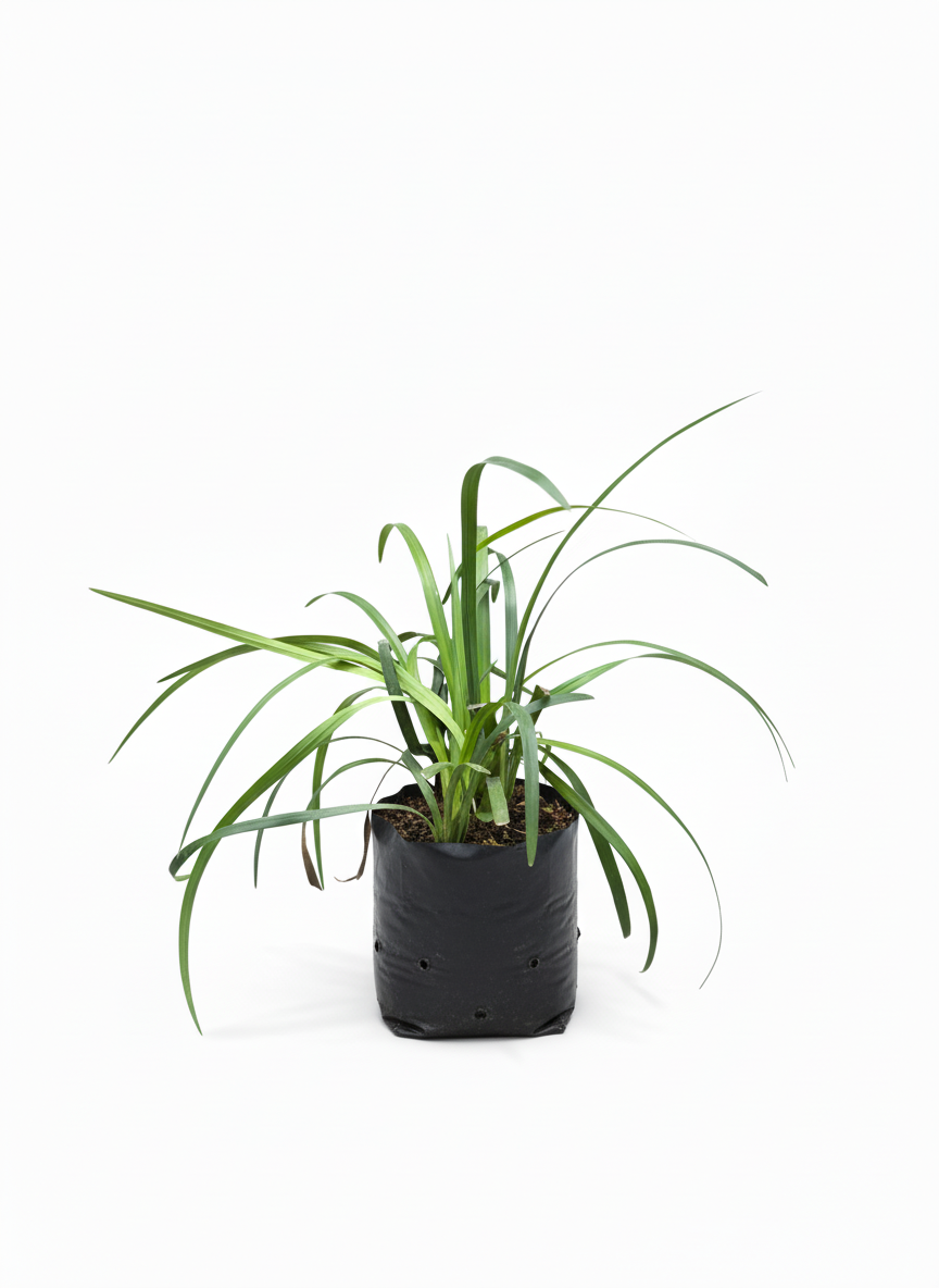Planta Cinta Verde Chlorophytum - purificadora interior - vista 2
