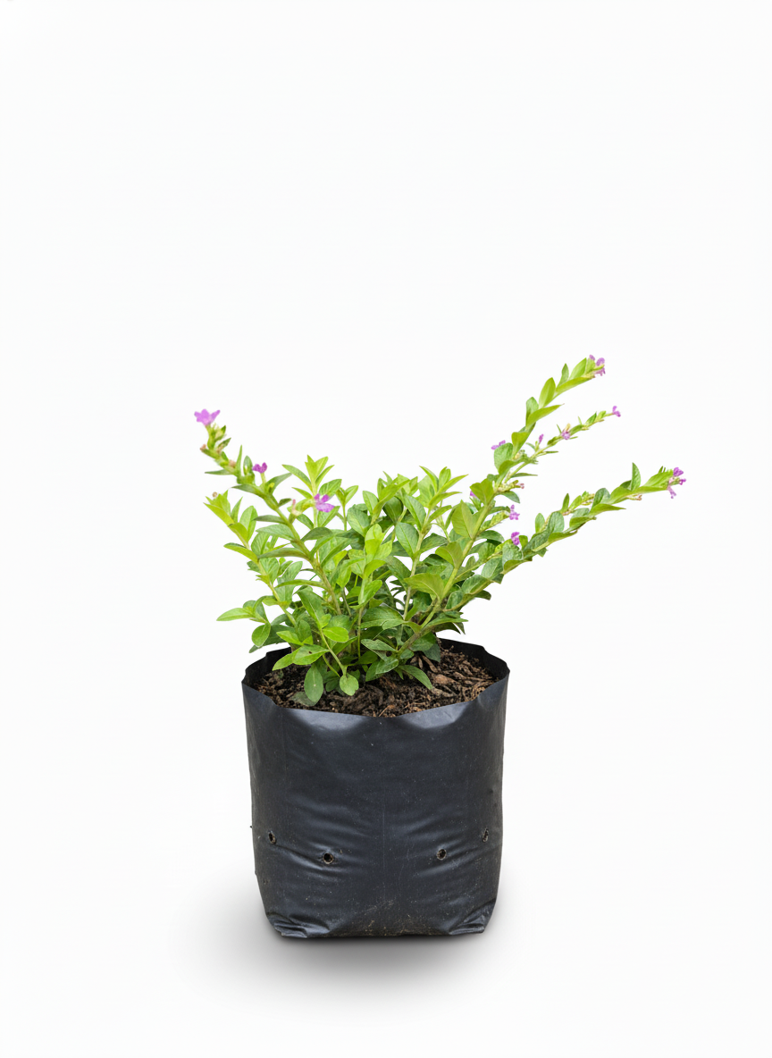Planta Cuphea flores moradas - arbusto compacto jardin - vista 2