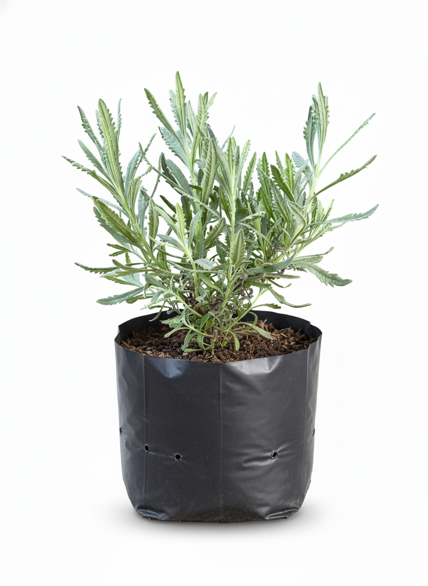 Planta de Lavanda con flores moradas - aromatica relajante