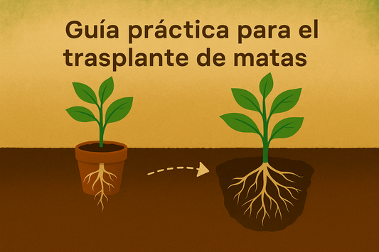 Guía completa para trasplantar tus plantas con éxito – Sustracol