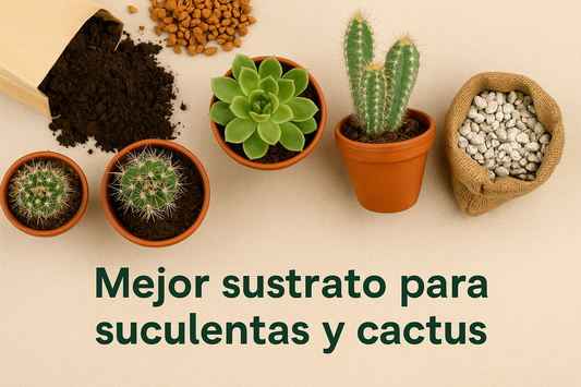 ¿Cuál es el mejor sustrato para suculentas y cactus?