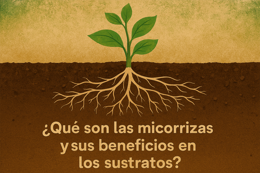 ¿Que son las micorrizas y sus beneficios en los sustratos?