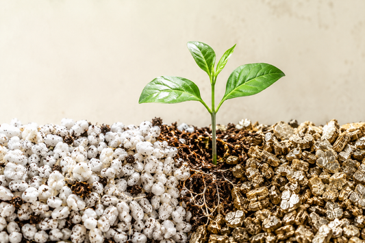Perlita vs Vermiculita: Diferencias, Usos y Cual Elegir