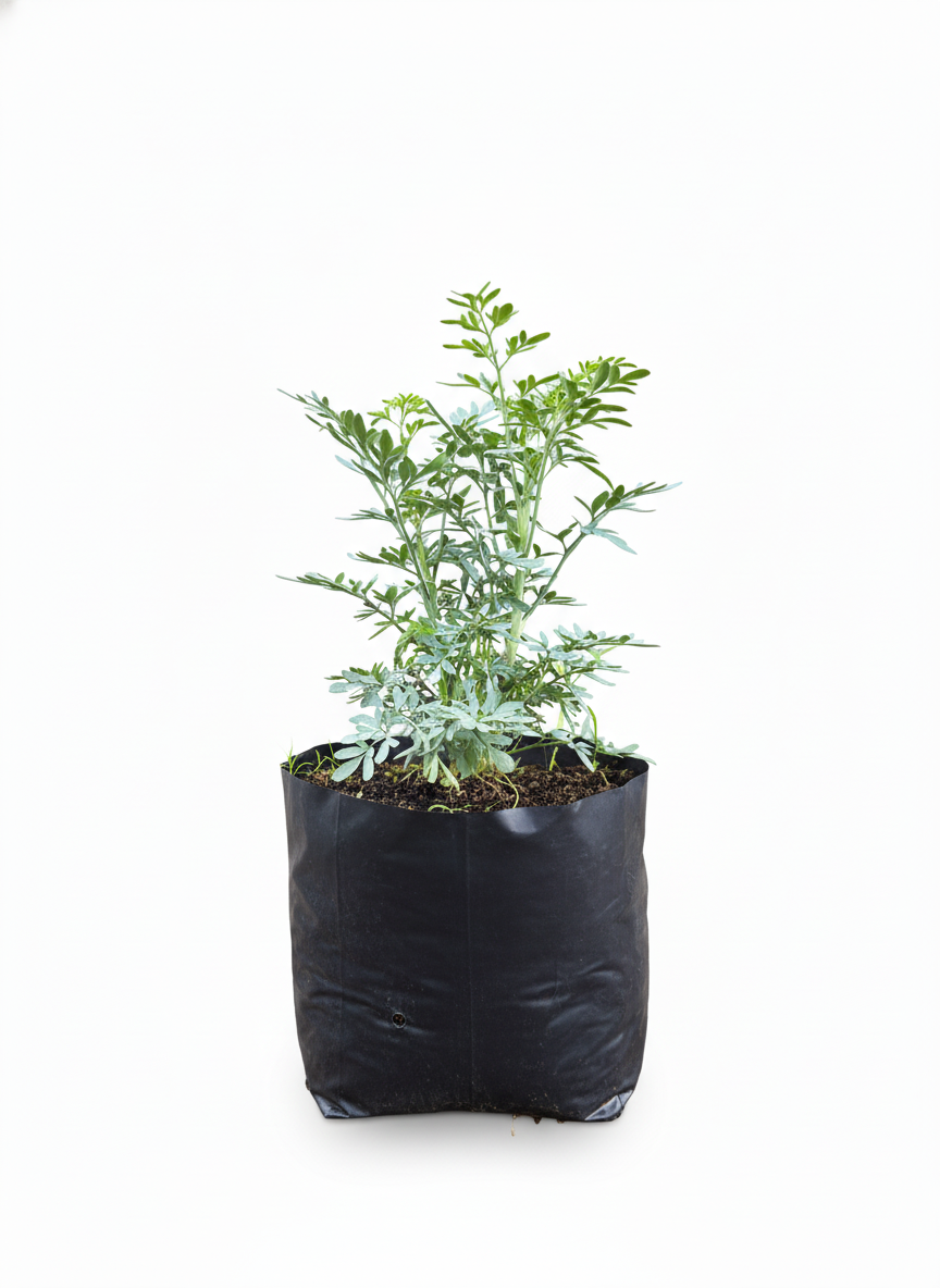 Planta de ruda — colección Plantas Medicinales de Sustracol