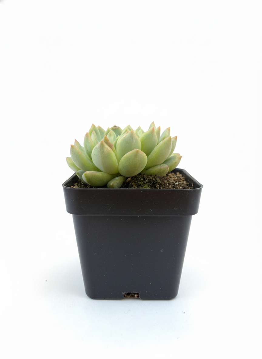 Suculenta Echeveria en roseta — colección Suculentas y Cactus de Sustracol