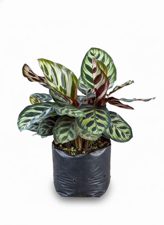 Calathea Makoyana pavo real - planta interior tropical