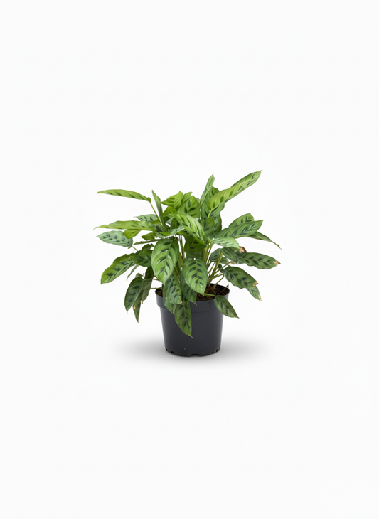 Calathea Pincel Ornata - hojas rayadas planta interior
