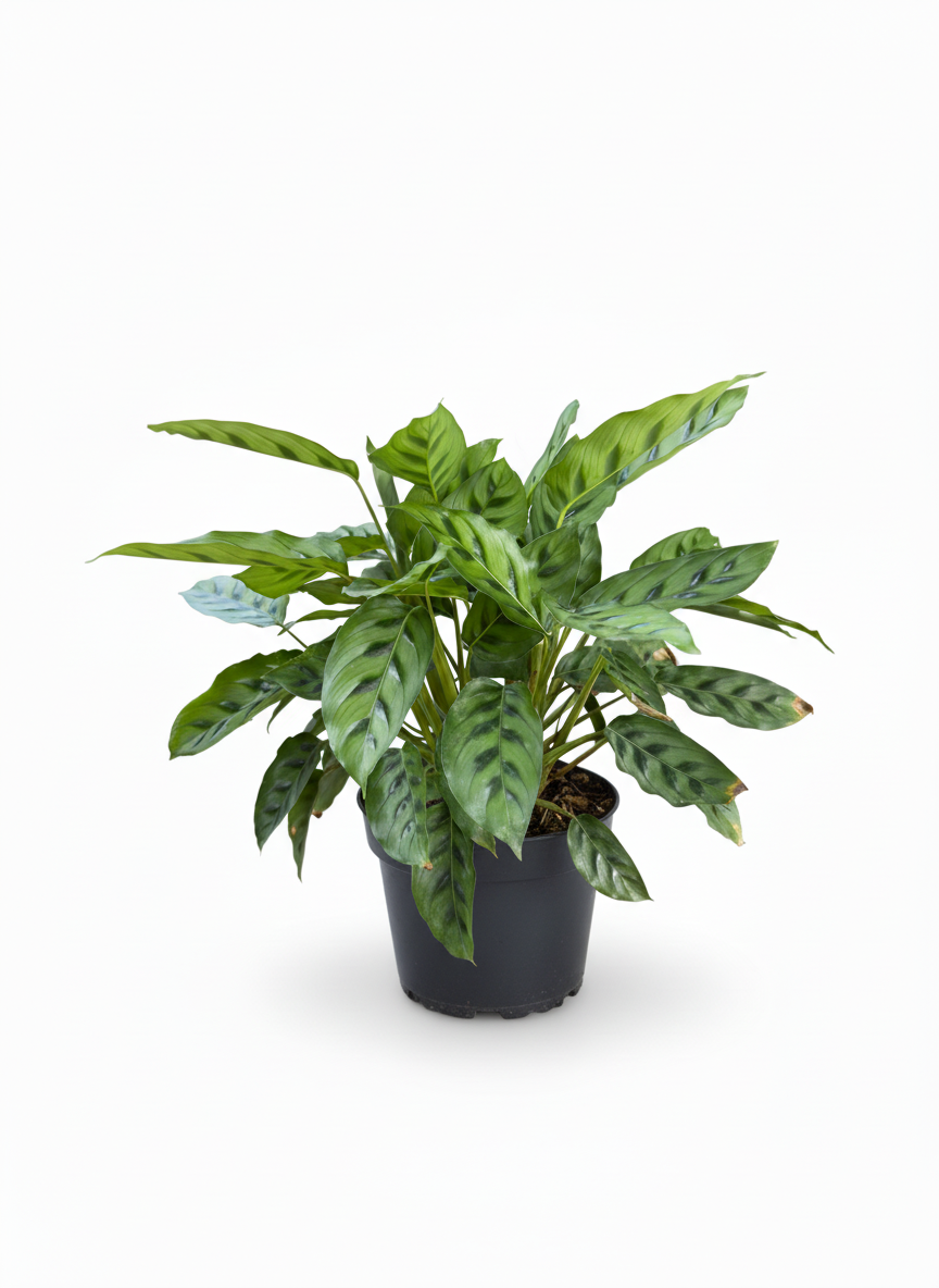 Calathea Pincel Ornata - hojas rayadas planta interior - vista 2