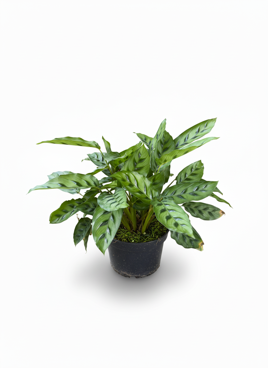 Calathea Pincel Ornata - hojas rayadas planta interior - vista 3