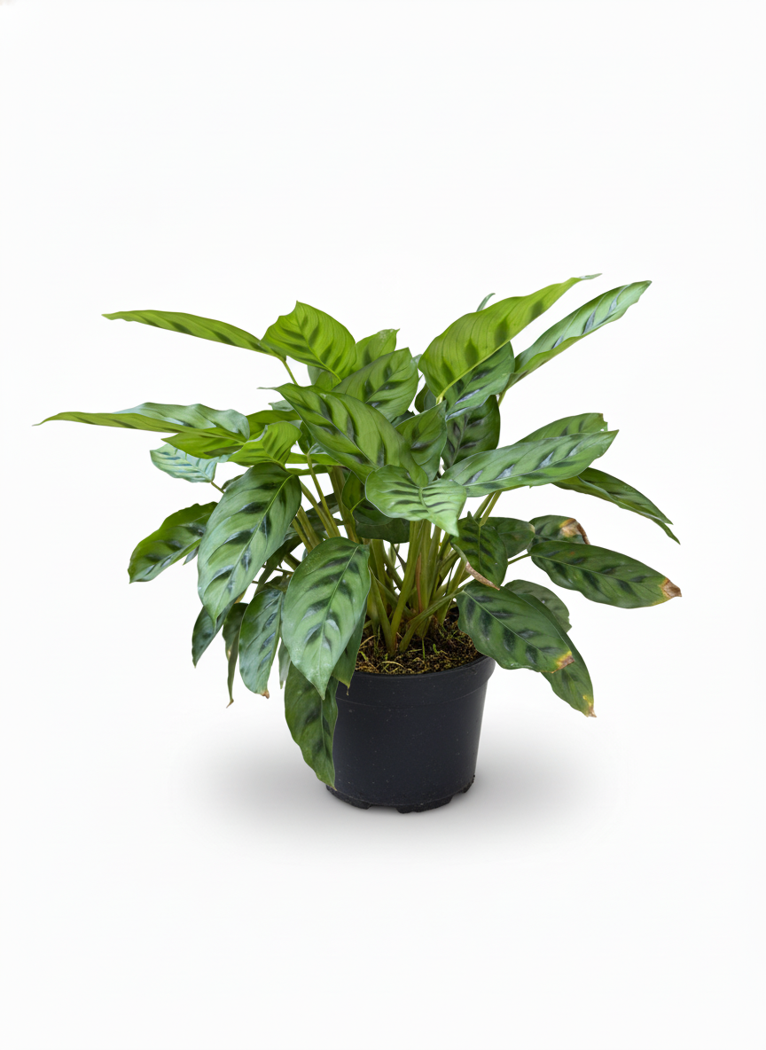 Calathea Pincel Ornata - hojas rayadas planta interior - vista 4