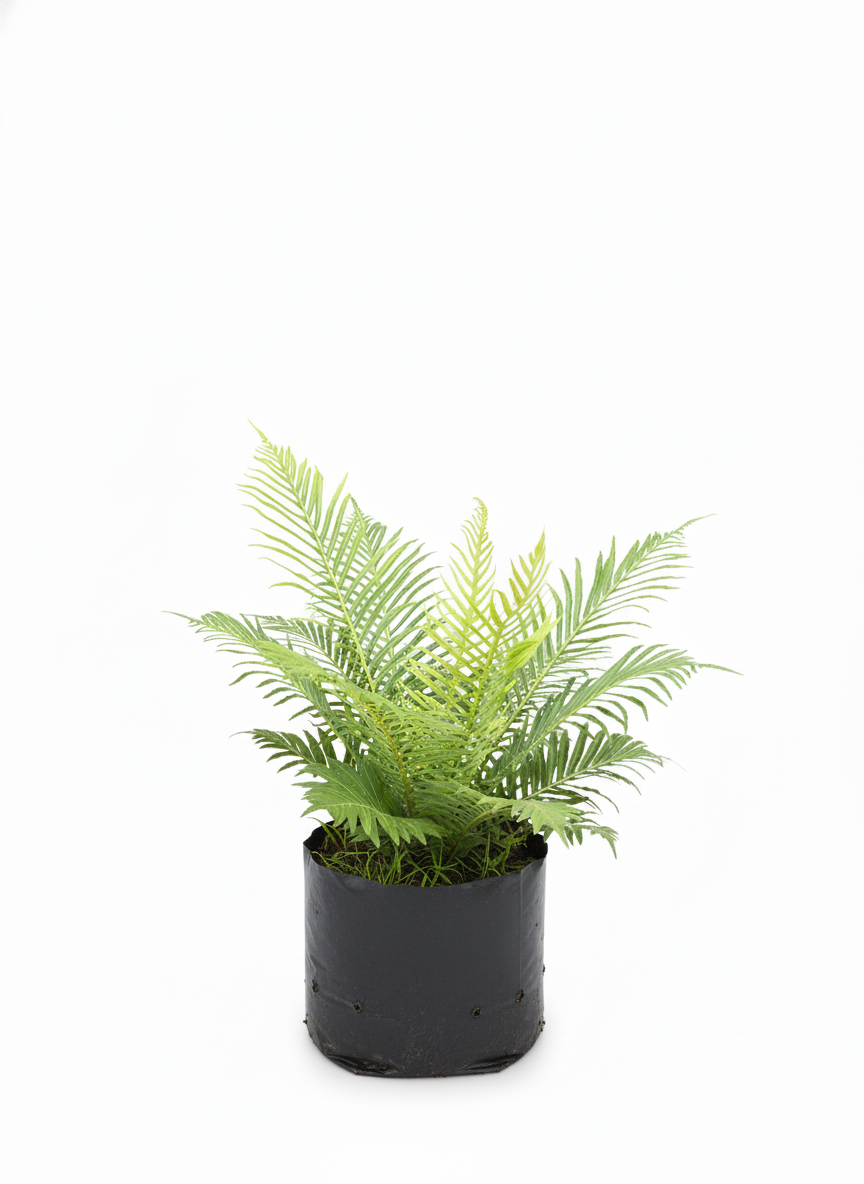Helecho Palma tropical - planta de interior verde