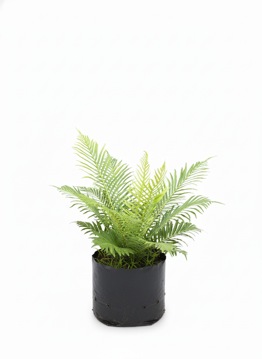 Helecho Palma tropical - planta de interior verde