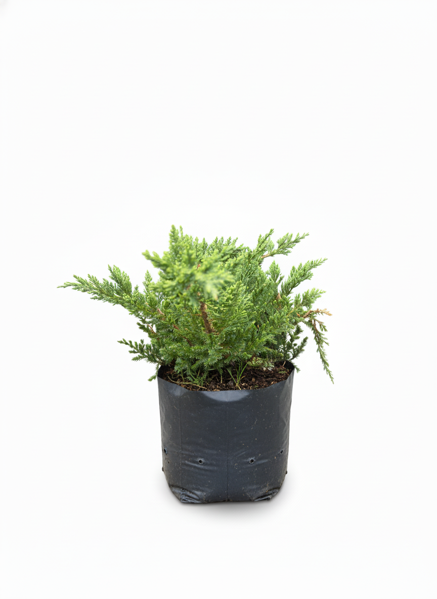 Pino Rastrero Juniperus - cubresuelos perenne jardin