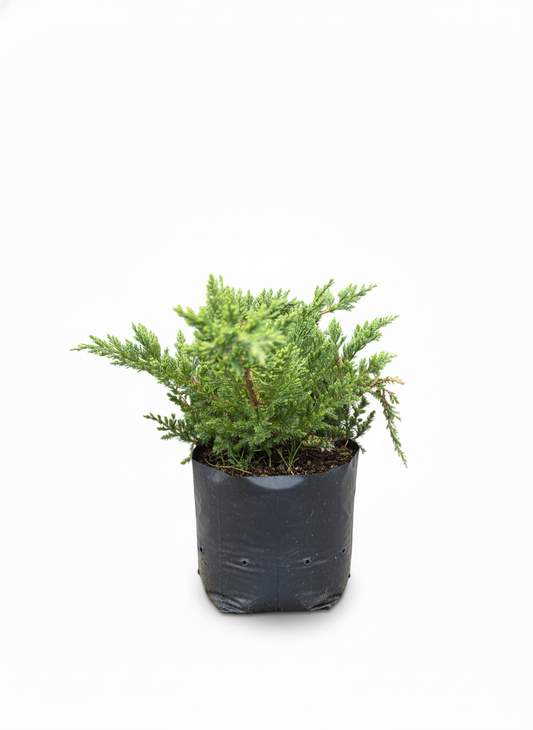 Pino Rastrero Juniperus - cubresuelos perenne jardin