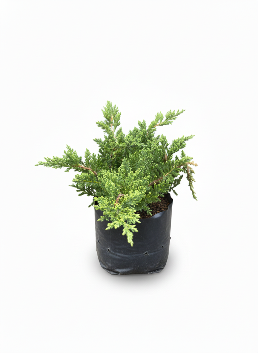 Pino Rastrero Juniperus - cubresuelos perenne jardin - vista 2