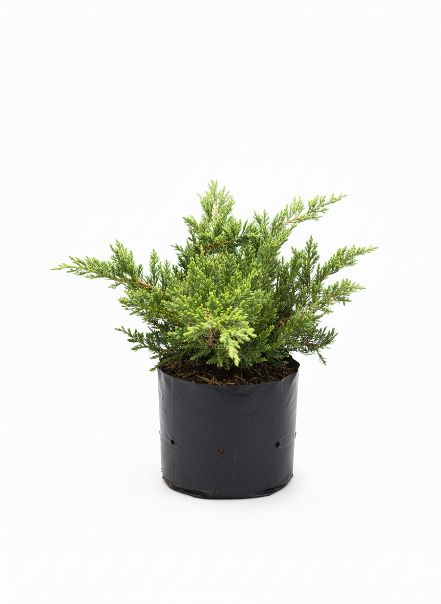 Pino Rastrero Juniperus - cubresuelos perenne jardin - vista 3