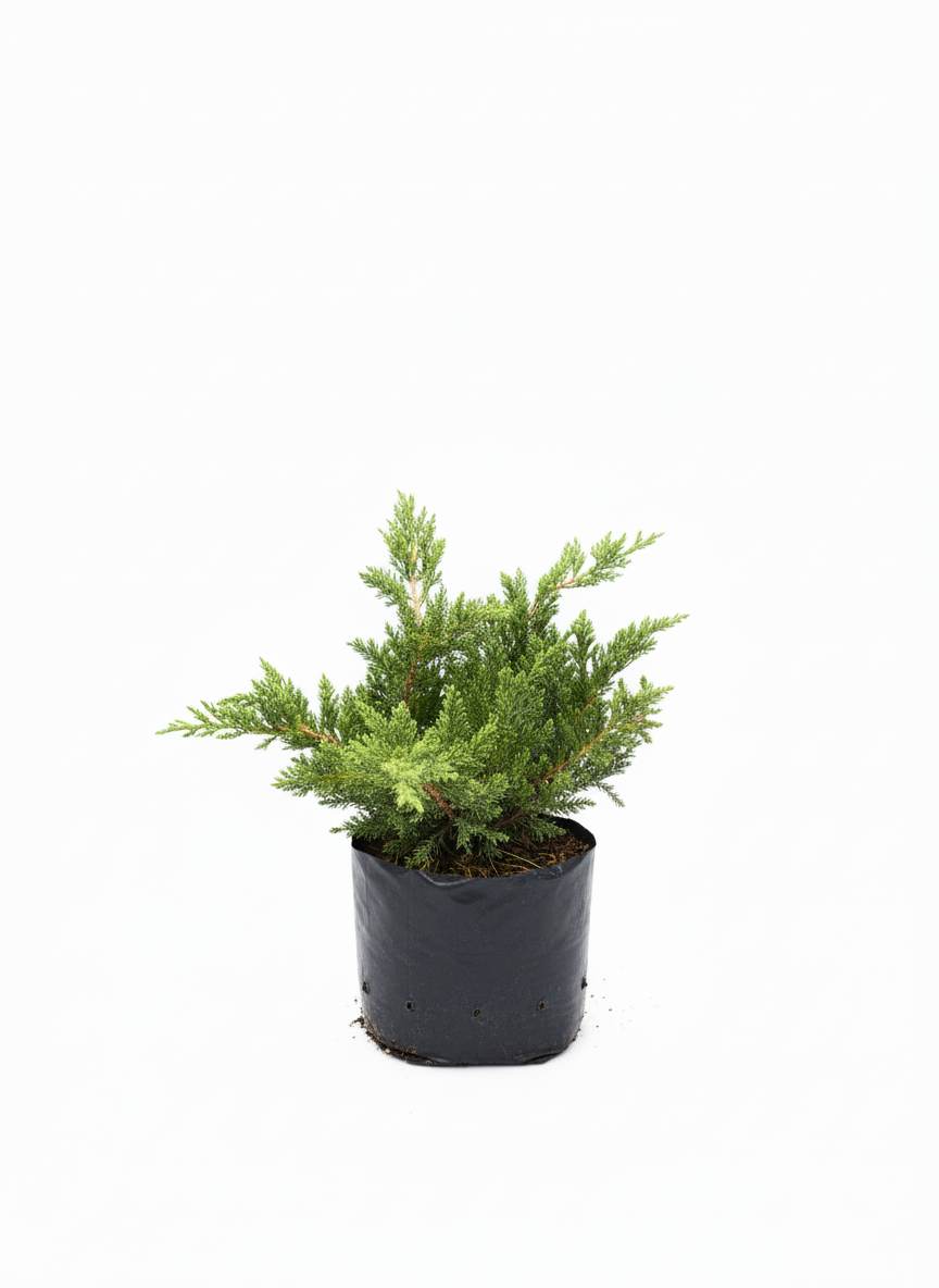 Pino Rastrero Juniperus - cubresuelos perenne jardin - vista 4