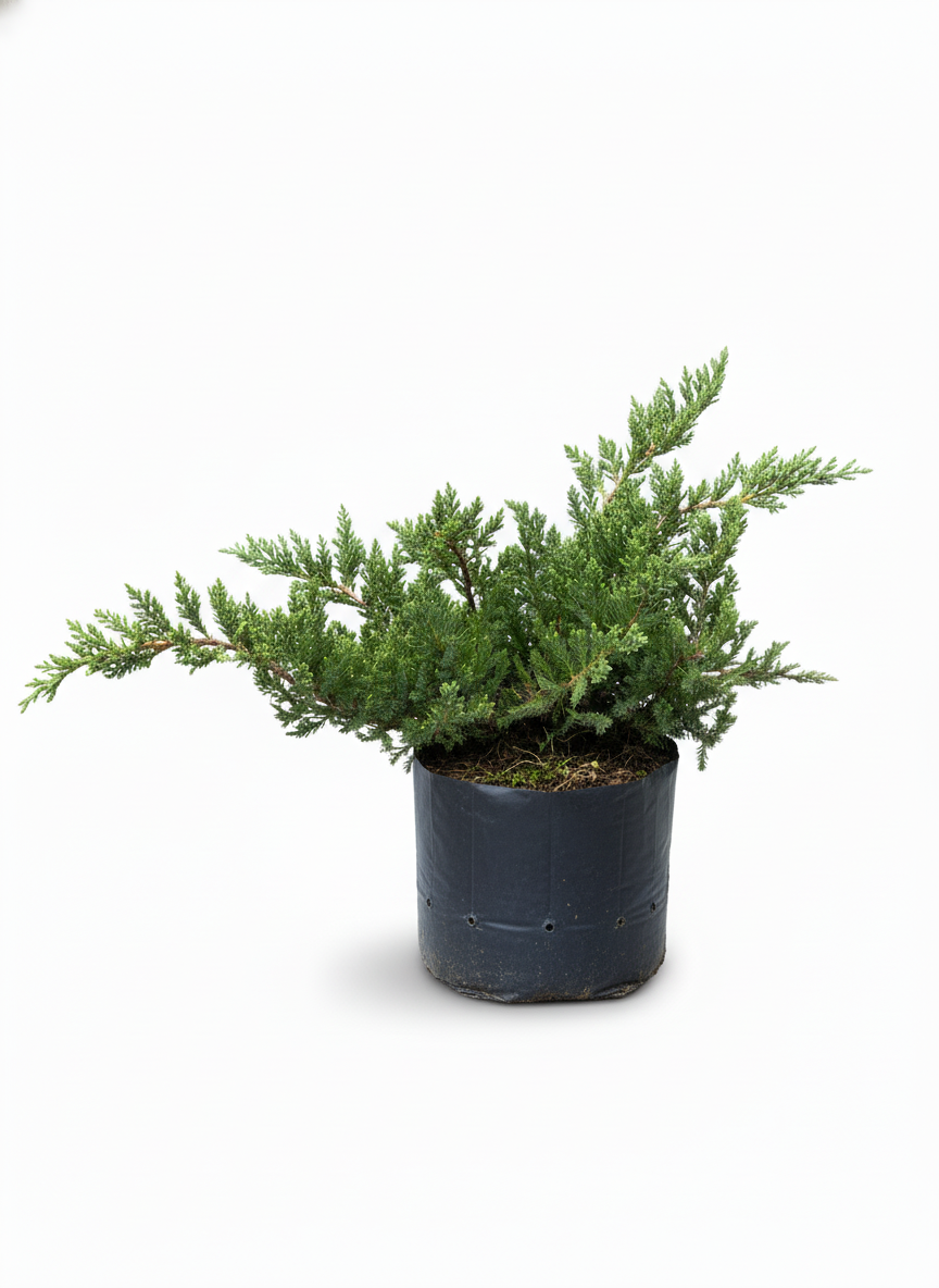 Pino Rastrero Juniperus - cubresuelos perenne jardin - vista 5