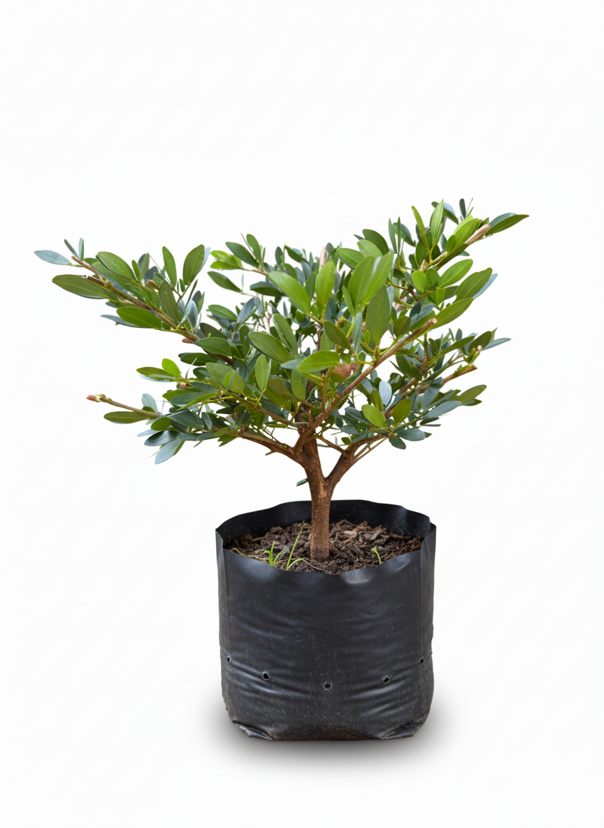 Planta Carbonero Calliandra - flor tropical ornamental