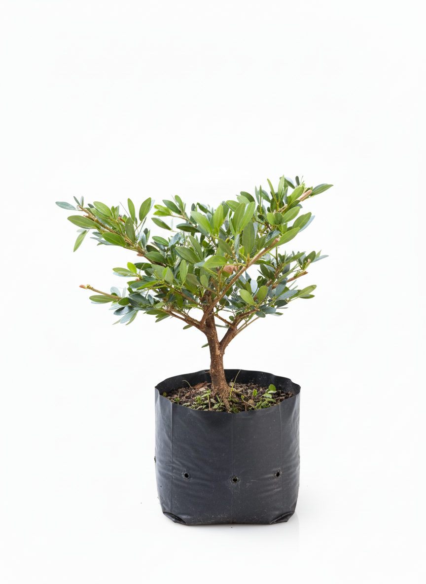 Planta Carbonero Calliandra - flor tropical ornamental - vista 2