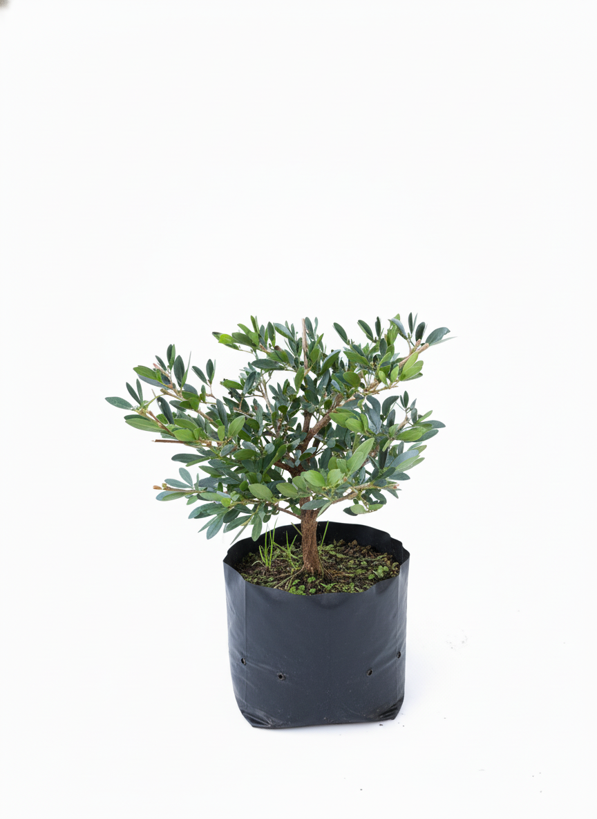 Planta Carbonero Calliandra - flor tropical ornamental - vista 3