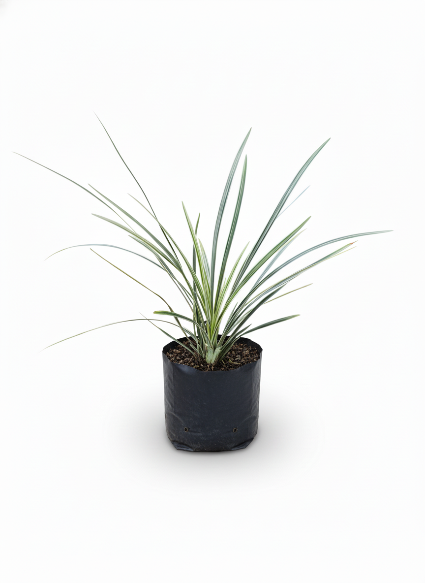 Planta Cinta Variegada lazo de amor - purificadora aire
