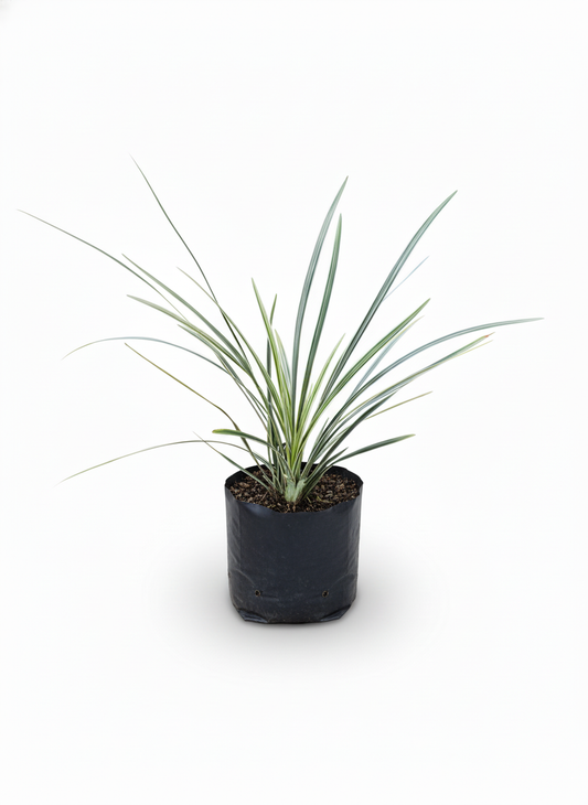Planta Cinta Variegada lazo de amor - purificadora aire