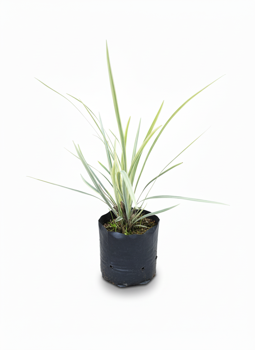 Planta Cinta Variegada lazo de amor - purificadora aire - vista 2
