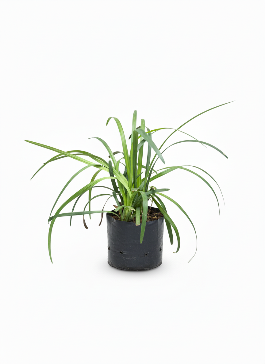 Planta Cinta Verde Chlorophytum - purificadora interior