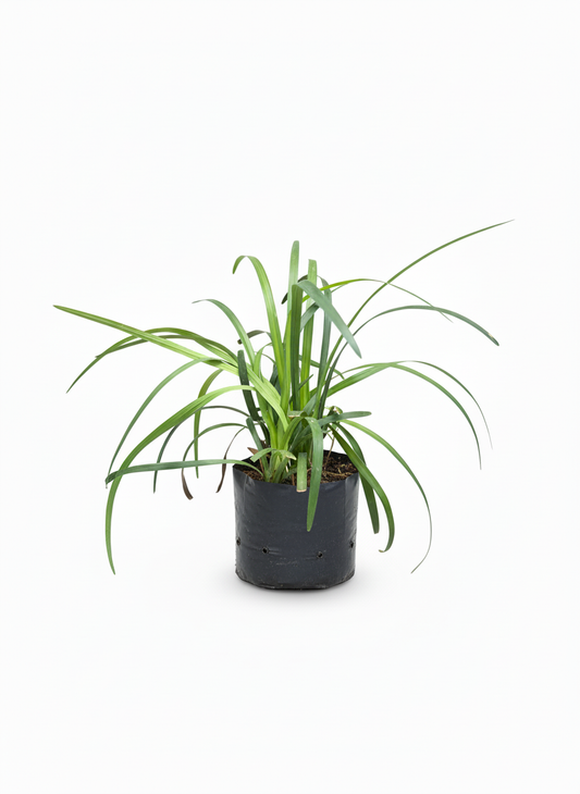 Planta Cinta Verde Chlorophytum - purificadora interior