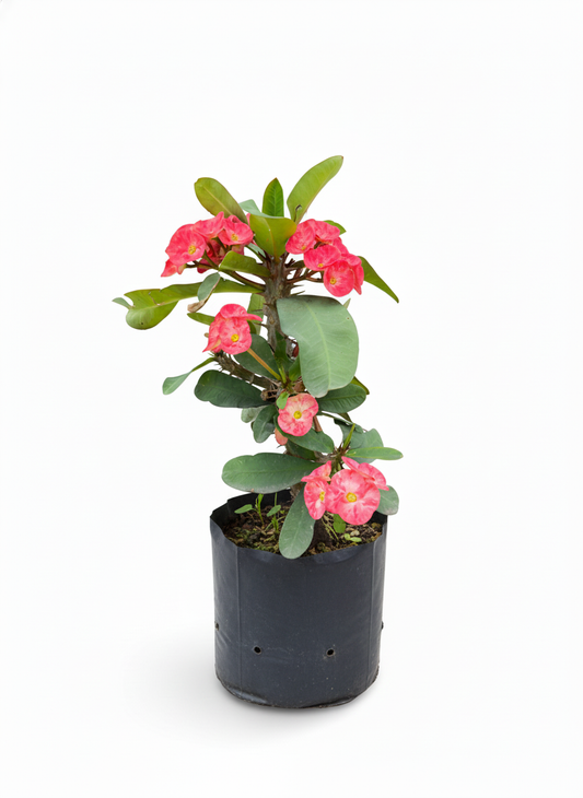 Corona de Cristo Euphorbia milii - flores rojas resistente