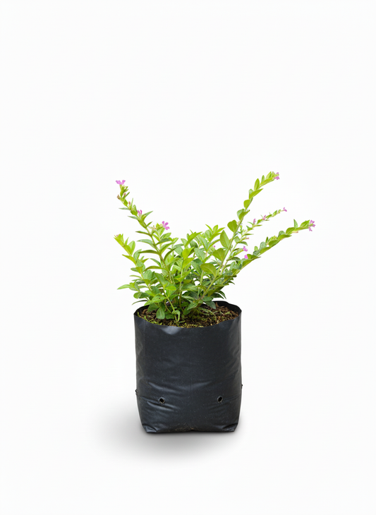 Planta Cuphea flores moradas - arbusto compacto jardin