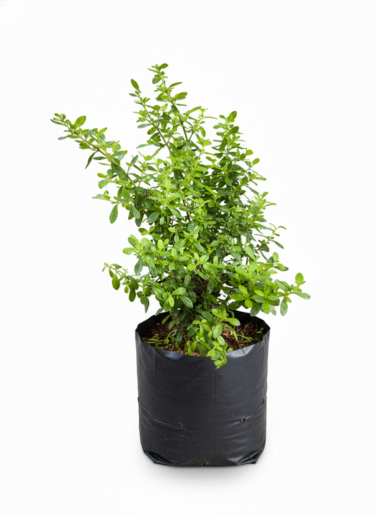 Planta de Hierbabuena fresca en maceta - aromatica cocina