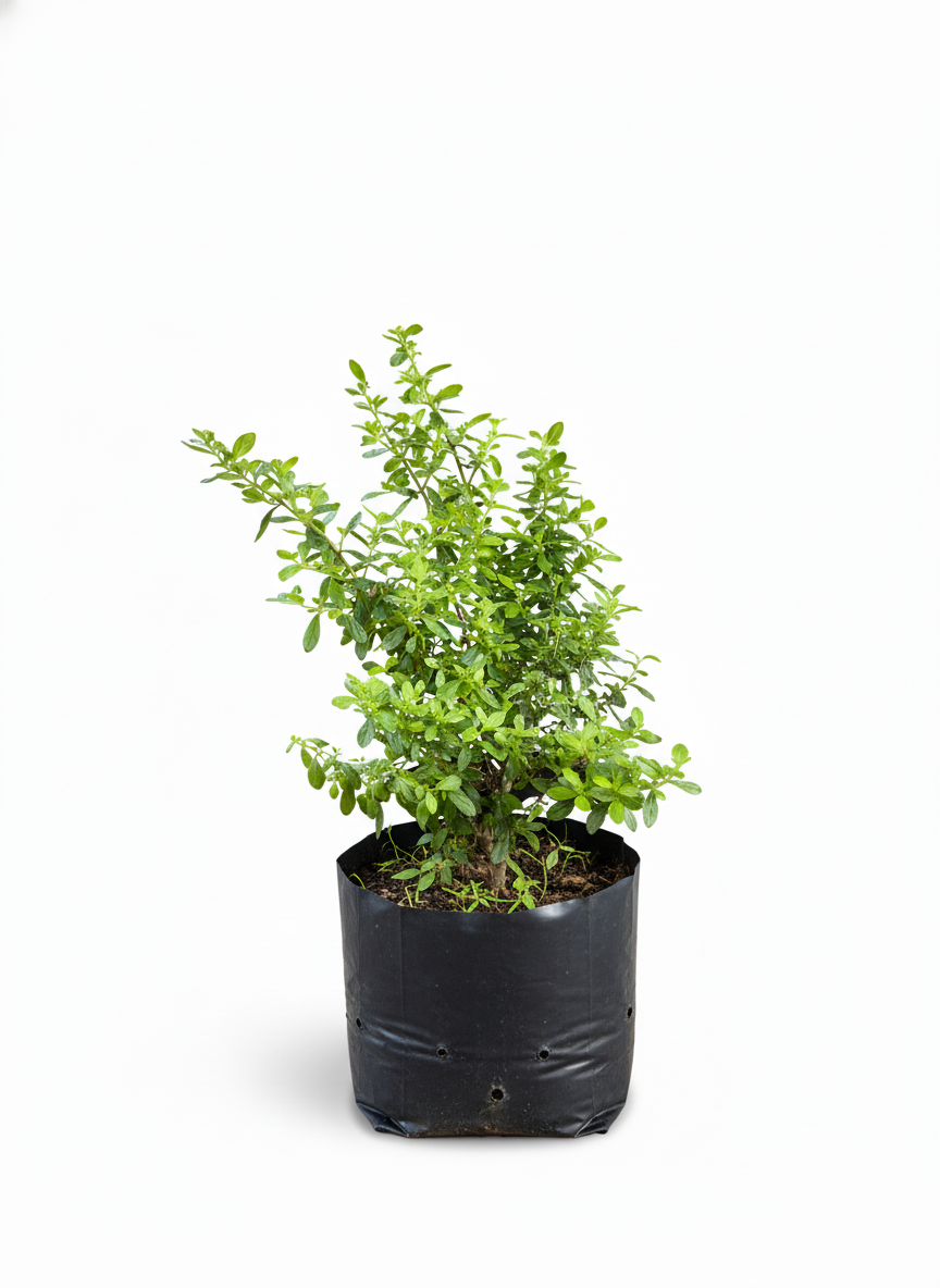 Planta de Hierbabuena fresca en maceta - aromatica cocina - vista 2