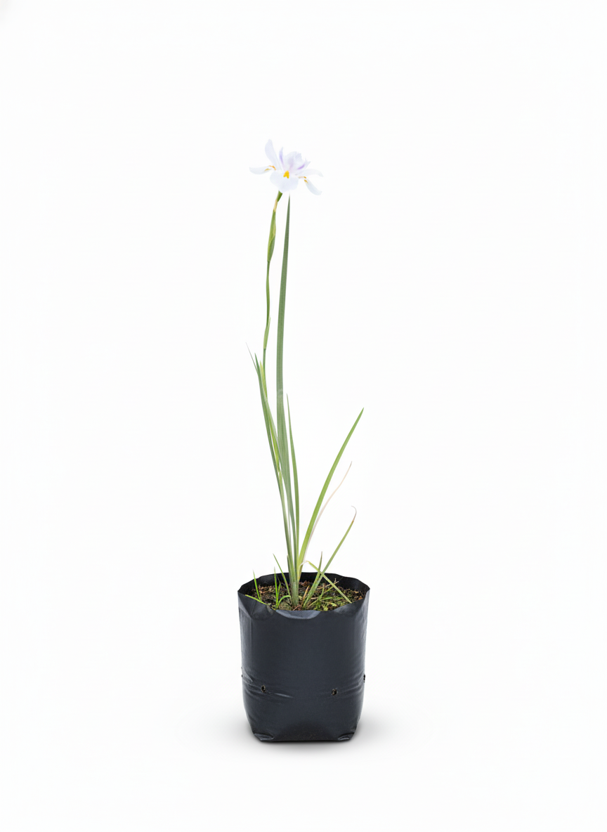 Planta Iris flor morada - elegante jardin Colombia
