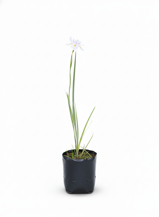 Planta Iris flor morada - elegante jardin Colombia