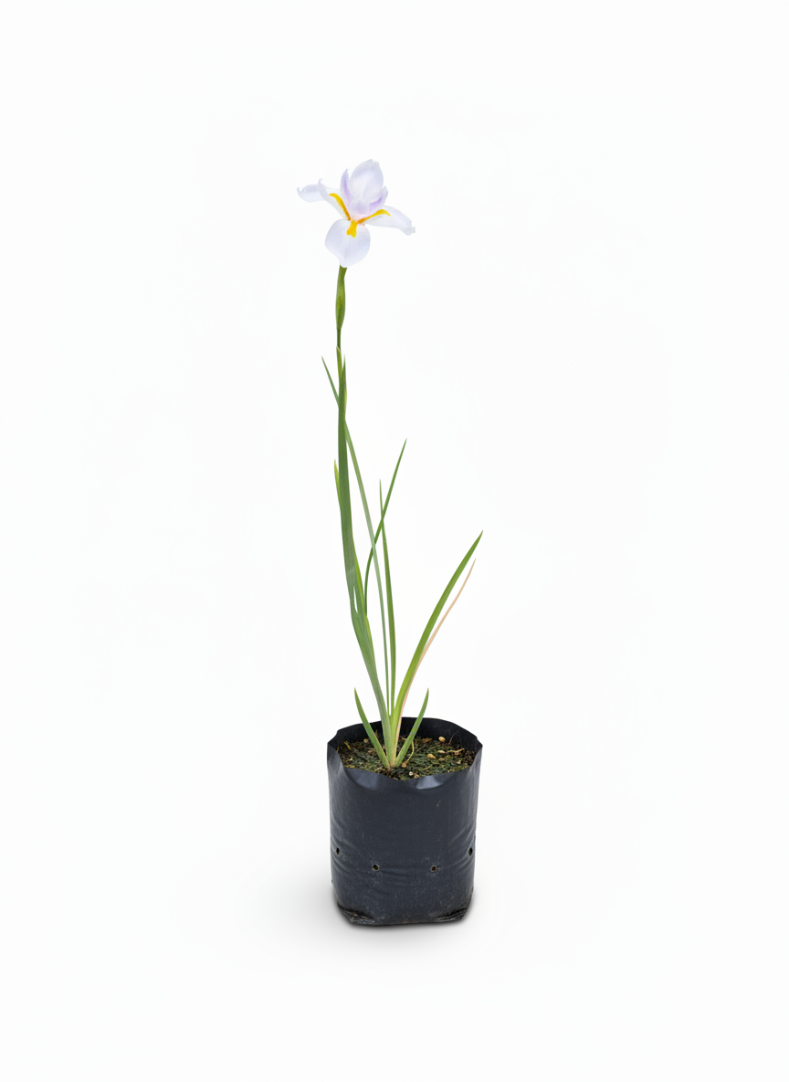 Planta Iris flor morada - elegante jardin Colombia - vista 2