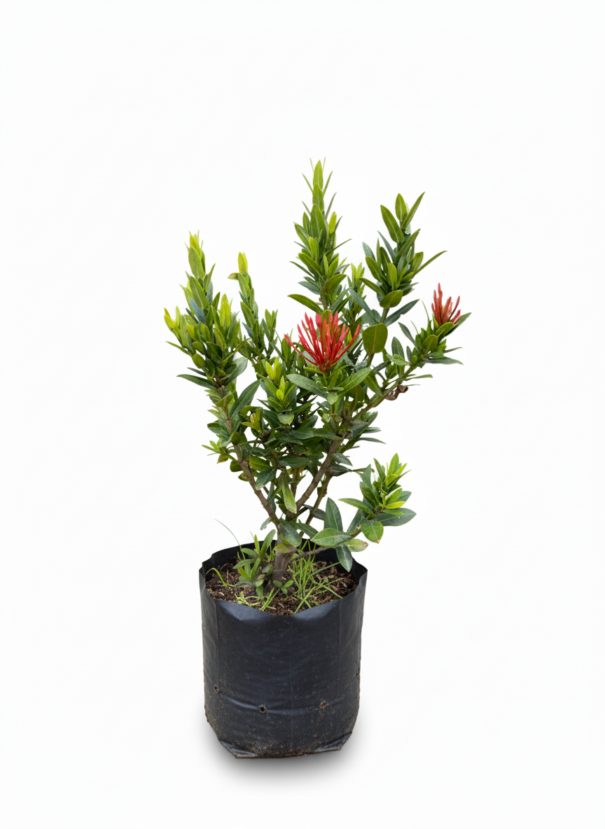Planta Ixora roja - flores tropicales jardin Colombia