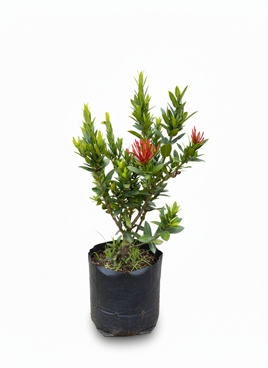Planta Ixora roja - flores tropicales jardin Colombia