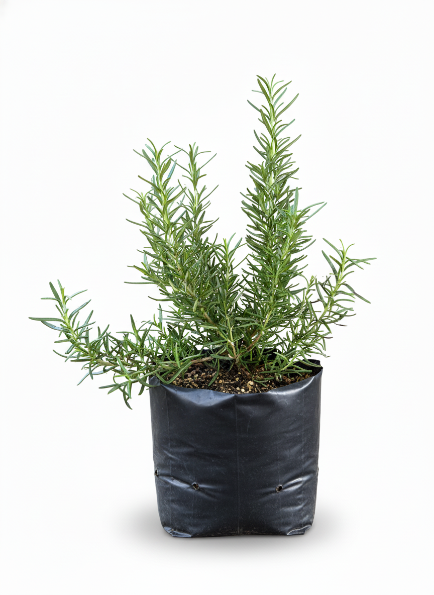Planta de Romero aromatico en maceta - hierbas cocina