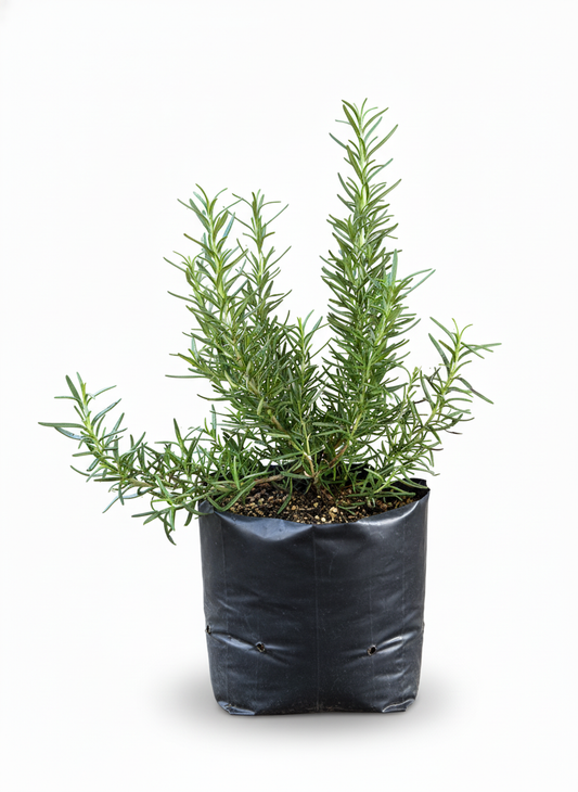 Planta de Romero aromatico en maceta - hierbas cocina