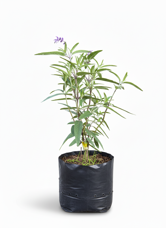 Planta de Salvia Morada - aromatica medicinal Colombia