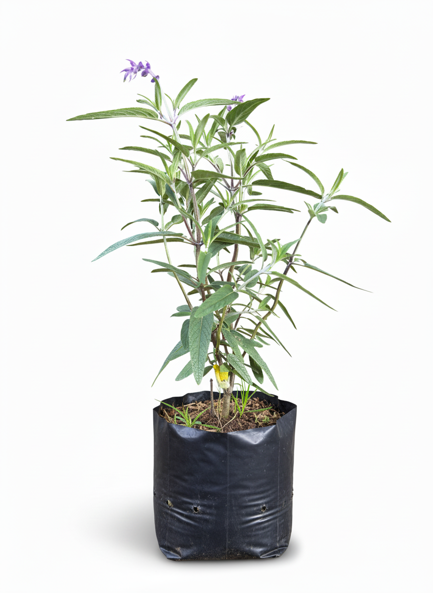 Planta de Salvia Morada - aromatica medicinal Colombia - vista 2