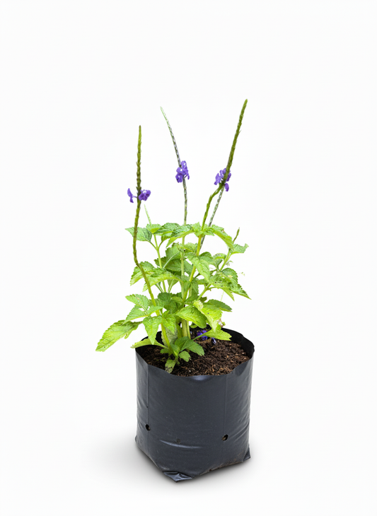 Verbena Morada con flores - planta jardin mariposas