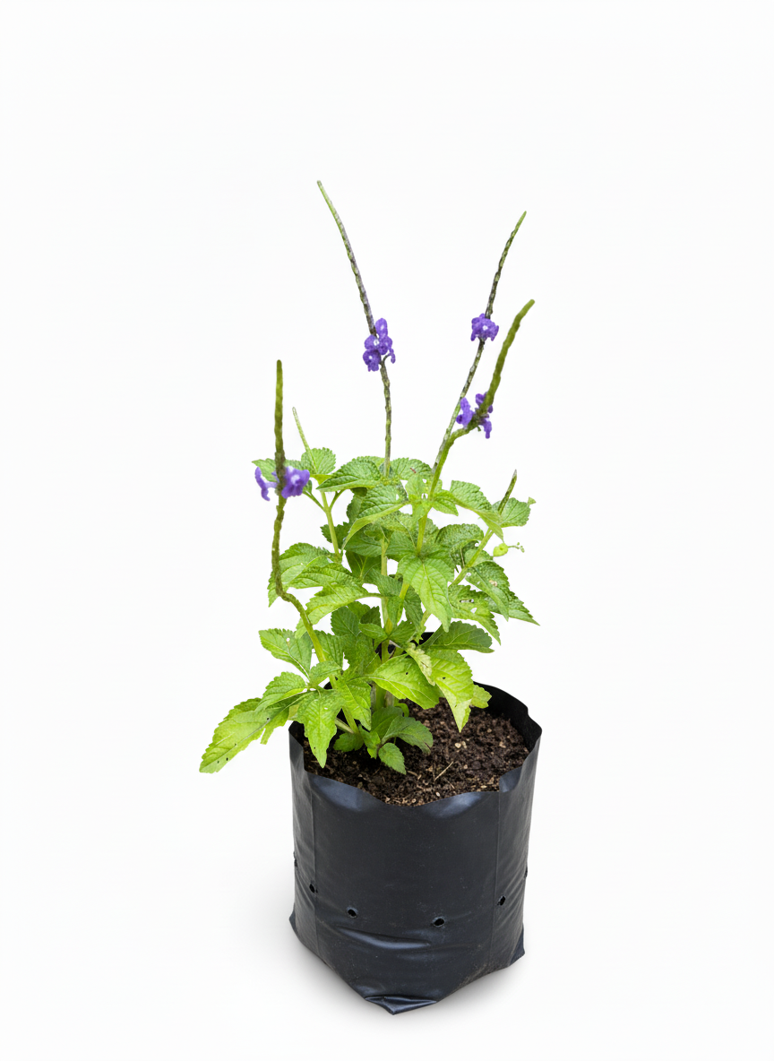 Verbena Morada con flores - planta jardin mariposas - vista 2